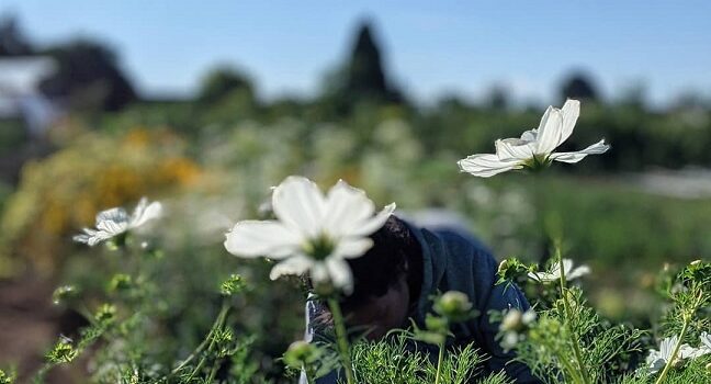 Oser l’esprit amapien Oser l’esprit amapien