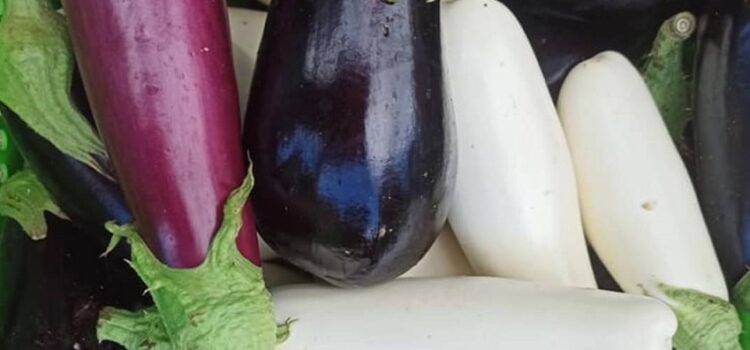 Et l’aubergine, comment l’aimez-vous ? Et l’aubergine, comment l’aimez-vous ?