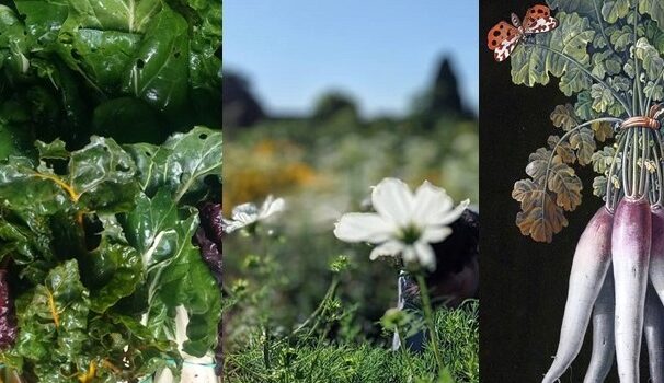 Ciné-débat sur le véritable coût de notre alimentation : Châtillon 11 novembre 2025