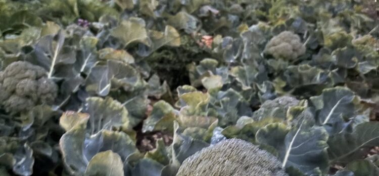 Chantier du premier novembre 2025 aux Trois Parcelles