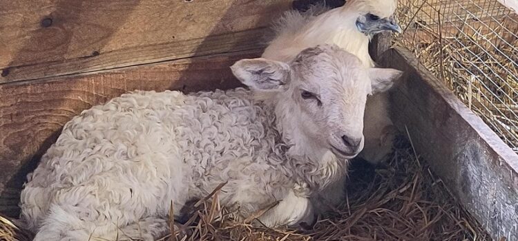 Contrat printanier des Brebis de Cravent Contrat printanier des Brebis de Cravent