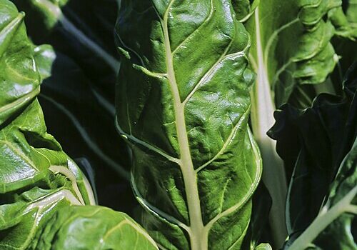 Des blettes ? Cuisinez-les autrement