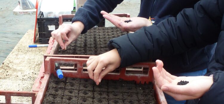 Serres, semis et desserrage de nœuds