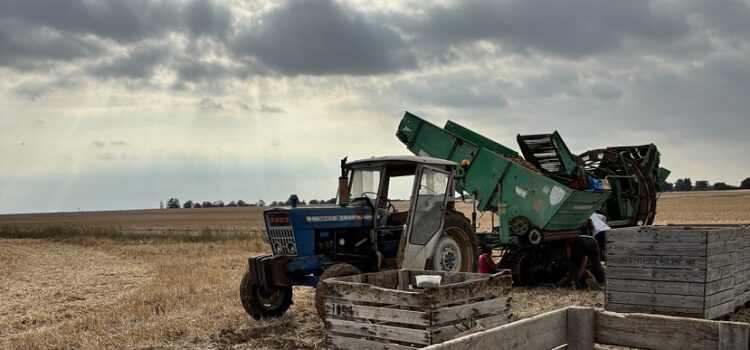 Chantier de septembre : patates et rumex Chantier de septembre : patates et rumex